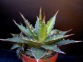 /album/fotogaleria-rod-agave/agave-xylocabtha-v-vittata-1-jpg/